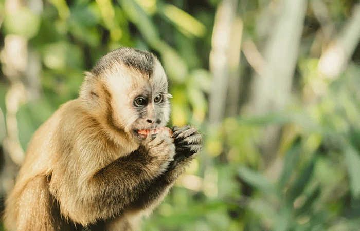 Mudanças climáticas: habitats de animais da Amazônia estão ameaçados