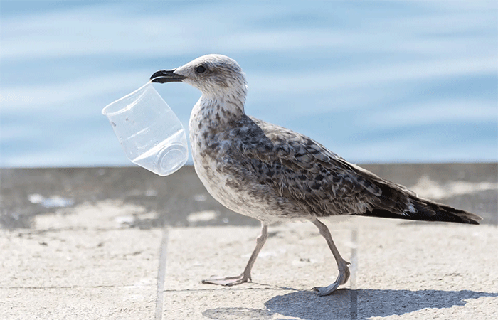 O que os animais estão nos dizendo sobre as mudanças climáticas