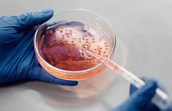 Este novo antibiótico tem potencial para enfrentar superbactérias