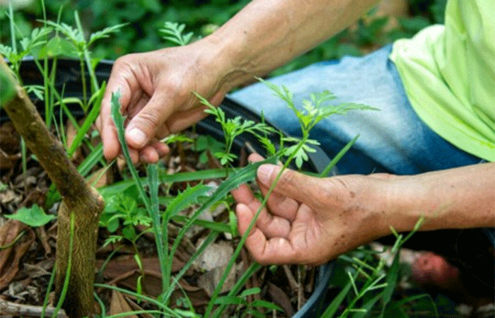 Diversificação de culturas agrícolas pode mais que dobrar a fixação de carbono