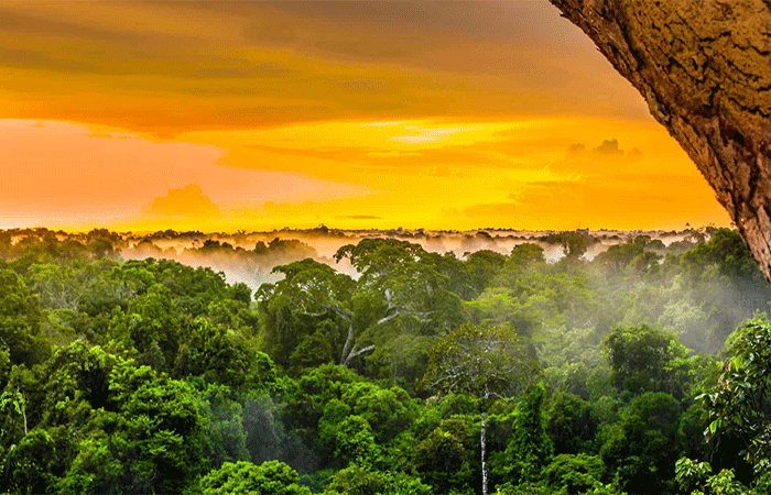 Degradação da Amazônia aumenta o risco de novas pandemias; entenda