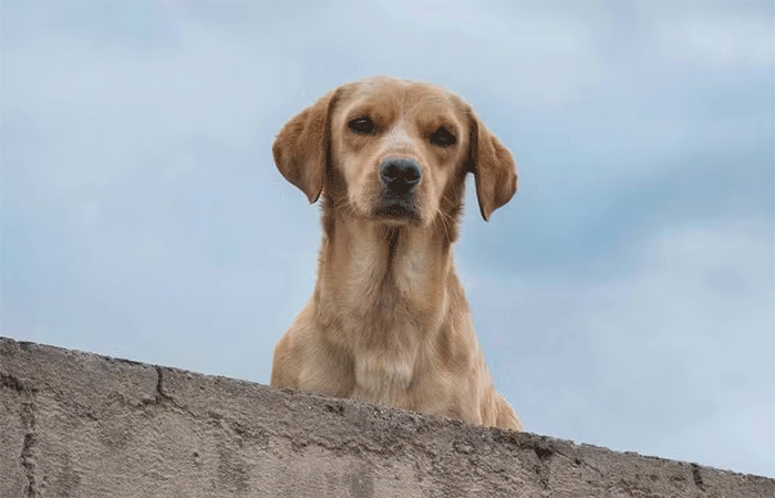 Cães julgam as pessoas? Cientistas fazem teste e se surpreendem