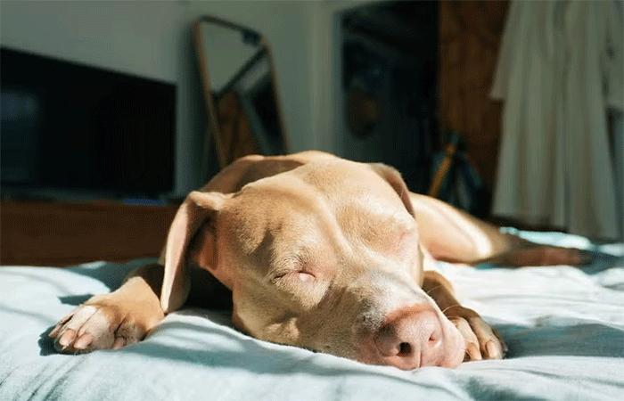 Animais de estimação também podem sofrer queimaduras de sol