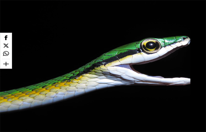 Uma cobra de “bigode”? Assim é a nova espécie descoberta no Cerrado brasileiro