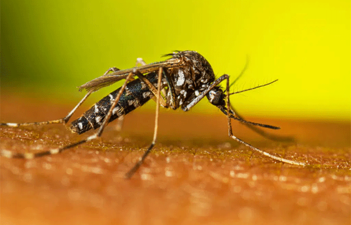 Estudo aponta molécula capaz de matar larvas do mosquito da dengue em própolis de abelha sem ferrão