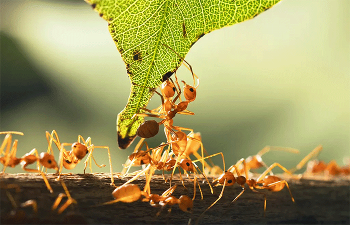 A genialidade oculta das formigas revela inteligência coletiva extraordinária