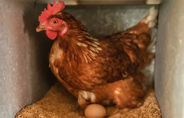 Ceará registra primeiro foco de gripe aviária em aves domésticas