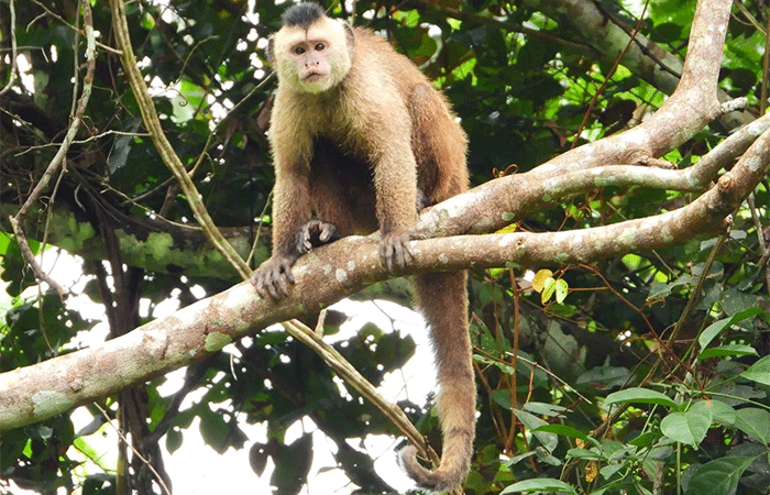 Na porta da COP 30, bate o apelo de um dos macacos mais ameaçados do mundo