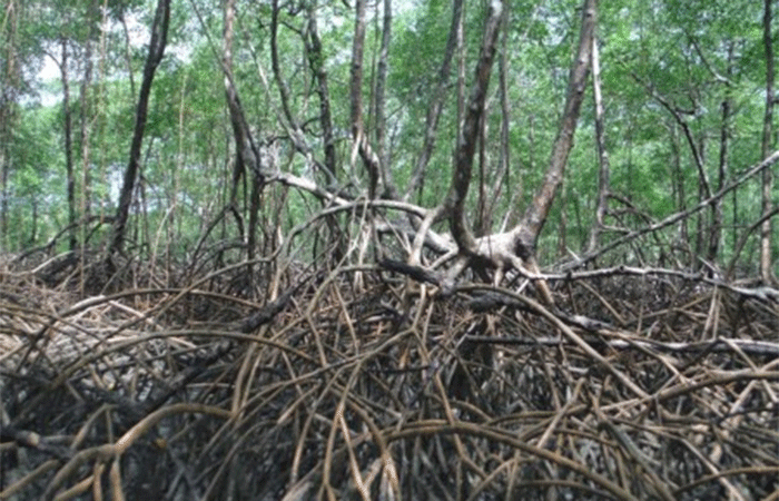 Óxidos de ferro em solos de manguezais impulsionam o sequestro de carbono