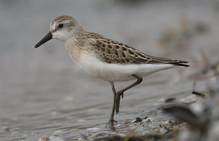 Avanço do mar na costa da Amazônia reduz habitat para aves migratórias, mostra pesquisa