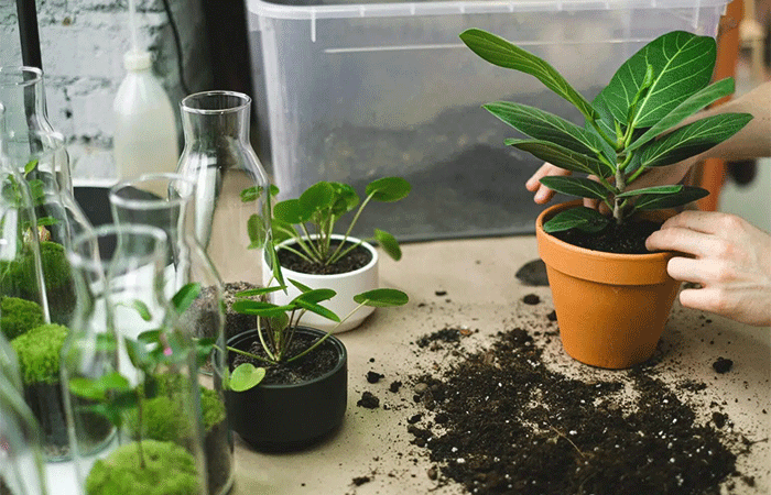 O que é pegada ecológica e como ela revela nosso impacto no Planeta Terra?