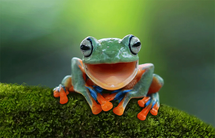 Pesquisa explora como demonstrar mudança climática e evitar ‘efeito do sapo na água fervente’