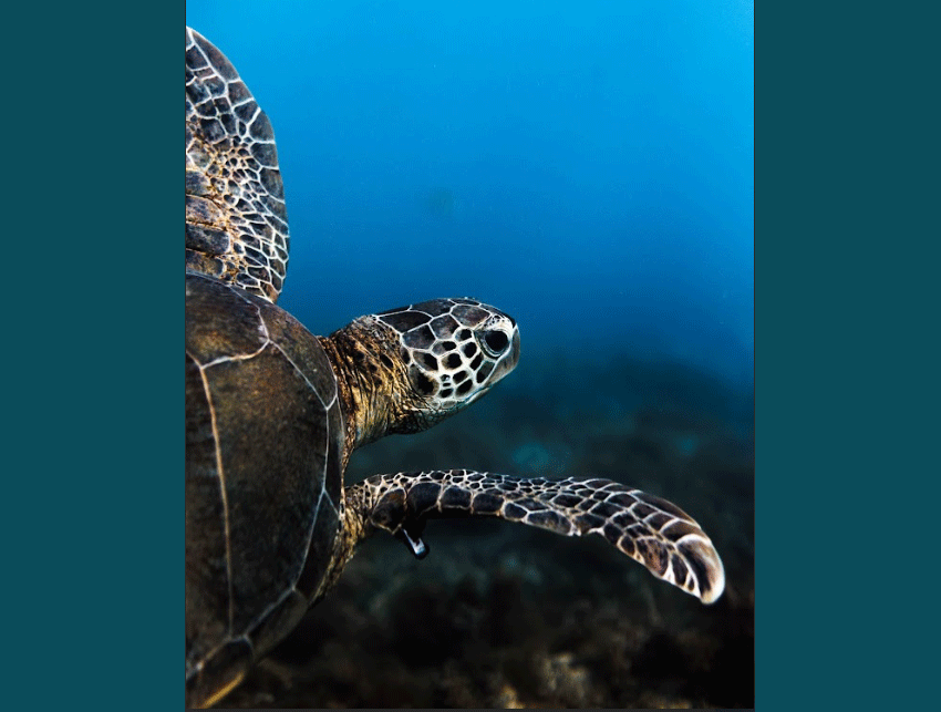 Estudo revela áreas críticas sem proteção em Abrolhos,  região com a maior biodiversidade do Atlântico Sul