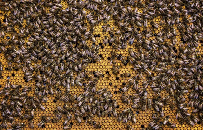 Abelhas mostram como a inteligência artificial pode ser mais econômica e sustentável