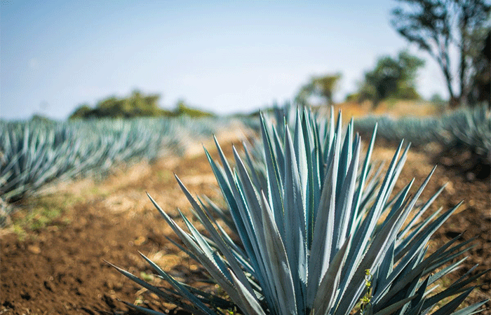 Agave: solução energética sustentável e promissora para o Nordeste