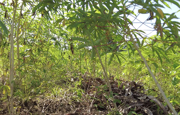 “Roça sem fogo”: comunidades rurais e Indígenas lideram revolução agrícola
