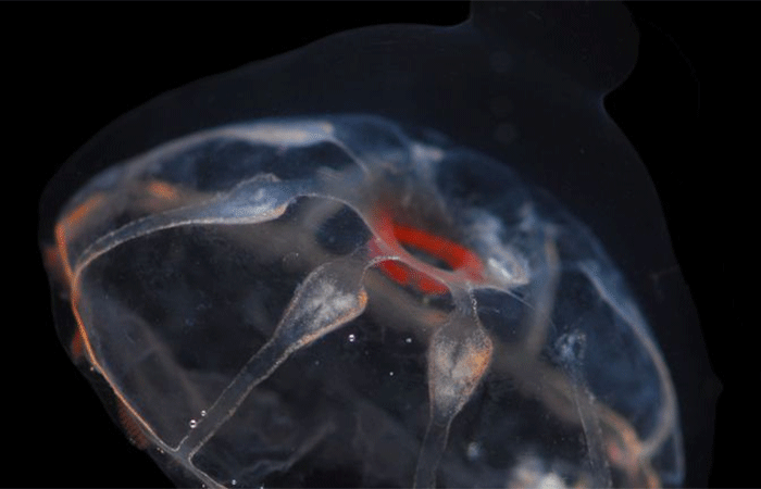 Há uma barreira misteriosa no oceano que águas-vivas não conseguem atravessar