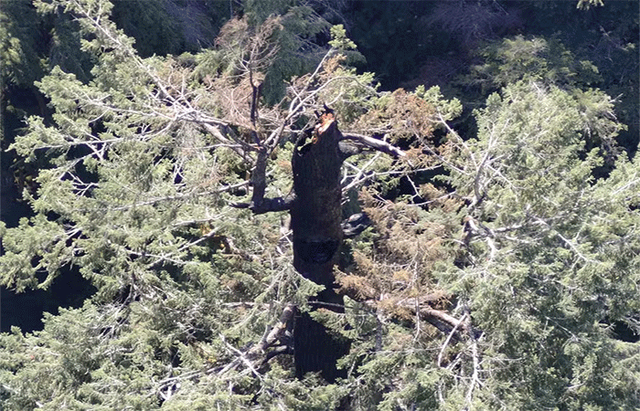 Uma das árvores mais altas do mundo está pegando fogo nos EUA; fotos