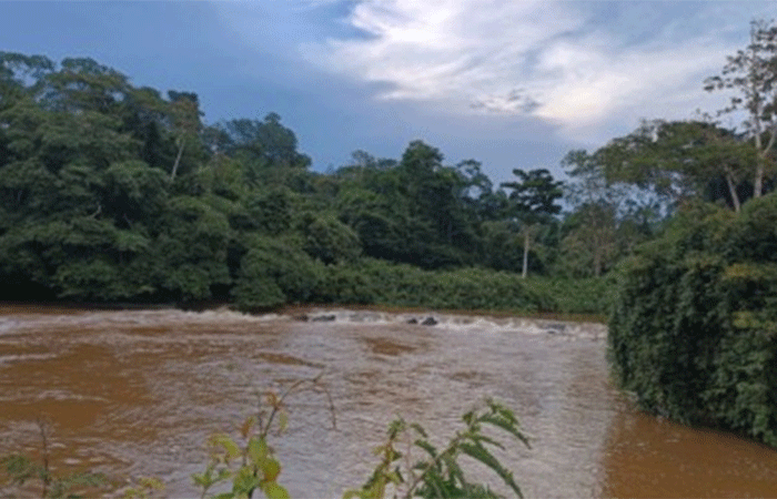 Bactéria descoberta na Amazônia é do mesmo gênero de causadora da bartonelose humana