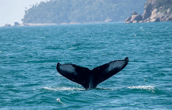 Baleias retomam espaços onde quase foram extintas no Brasil