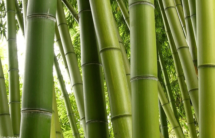 Nordeste dá o pontapé na biorrefinaria de bambu para etanol pioneira nas Américas