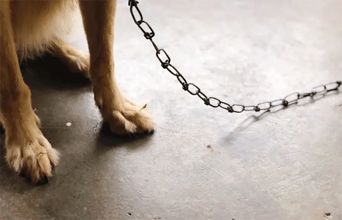 Lei que proíbe manter animais acorrentados é sancionada no estado de São Paulo