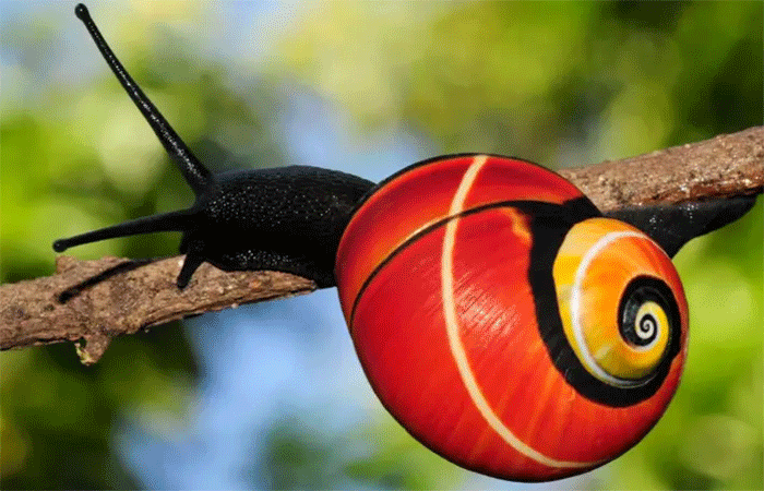 Os caramujos ameaçados de extinção por serem bonitos demais