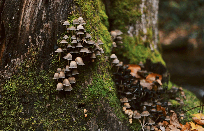Cogumelos mágicos: o papel dos fungos na restauração de florestas tropicais temperadas