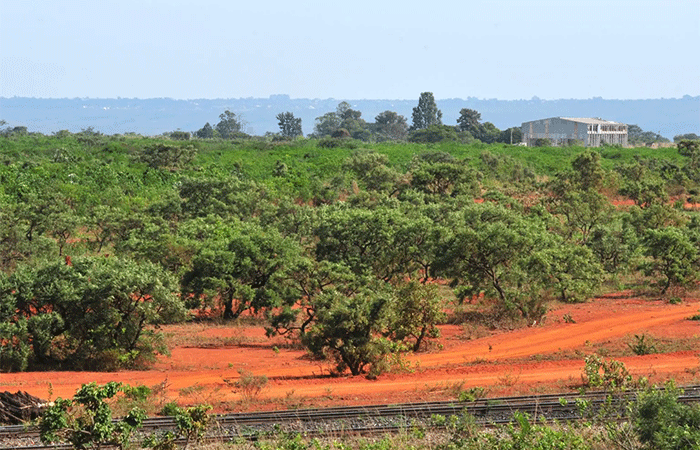 Restauração não se sustenta sem biodiversidade, dizem cientistas