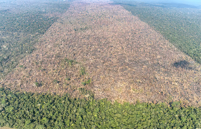 Desmatamento é responsável por mais de 28 mil mortes anuais por calor