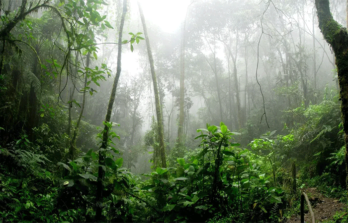 A floresta que fabrica nuvens: estudo mostra que árvores da Amazônia ‘transpiram’ o ciclo de vapor que gera as chuvas na estação seca