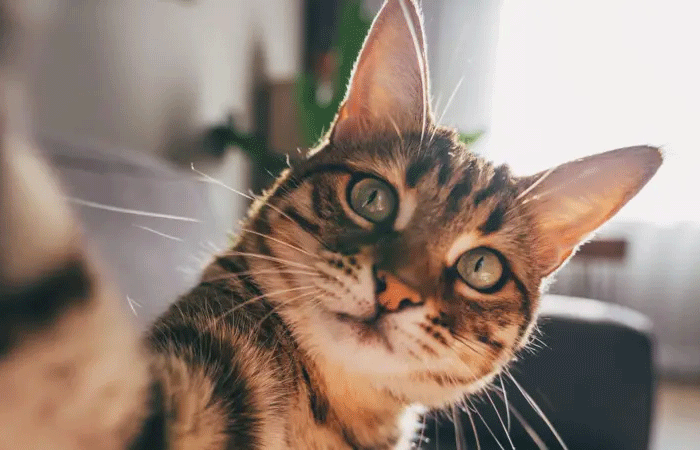 Como gatos com demência podem ajudar a encontrar cura para o Alzheimer