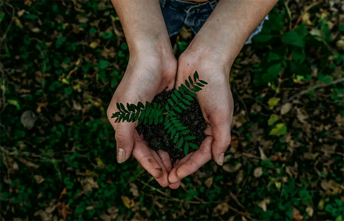 O que é economia regenerativa e por que ela é o próximo passo da sustentabilidade