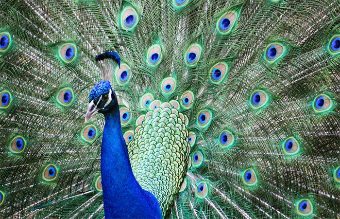 Cientistas descobrem que pavões têm algo incrível nas fabulosas penas da cauda