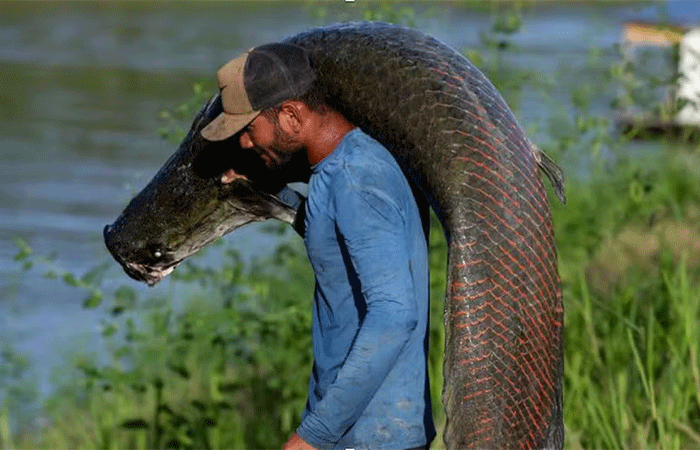 Pele de peixe gigante da Amazônia vira bolsa de luxo, mas ganho não chega a pescadores