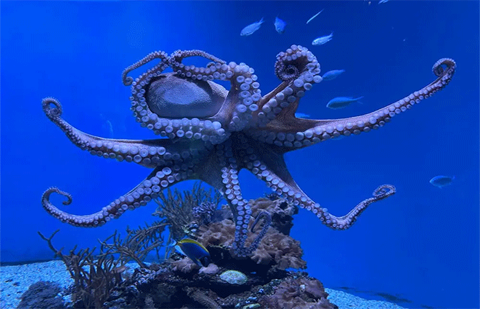 Polvo no prato, mar em crise: pesca ilegal ameaça ecossistemas e seres sencientes no Mediterrâneo