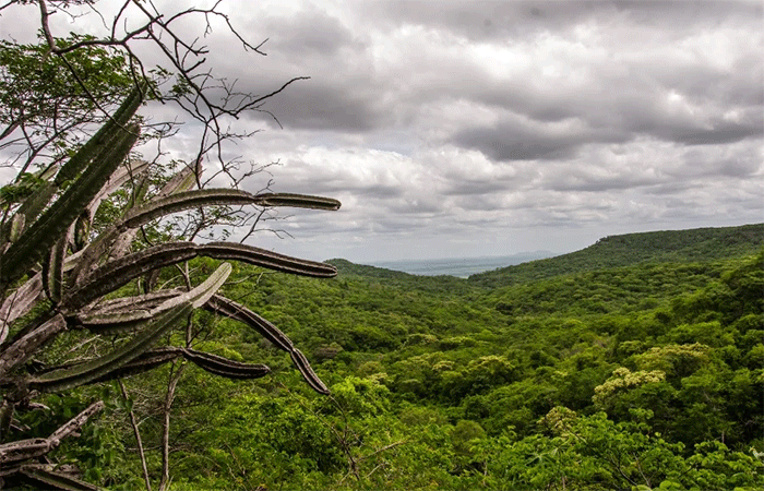 Entidades defendem Nordeste na pauta climática nacional