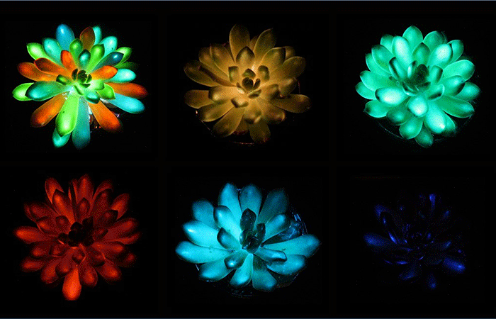 Suculentas brilham como lâmpadas e recarregam com luz do Sol