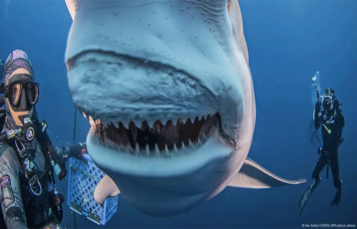 Acidificação dos mares está fragilizando dentes dos tubarões