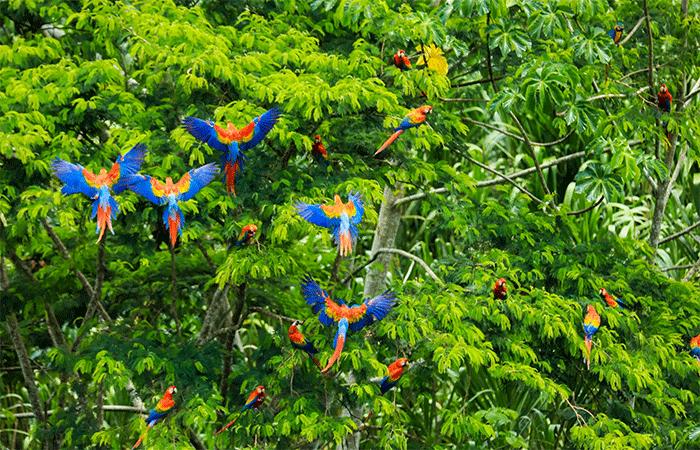 Amazônia brasileira perdeu área equivalente à Espanha em 40 anos