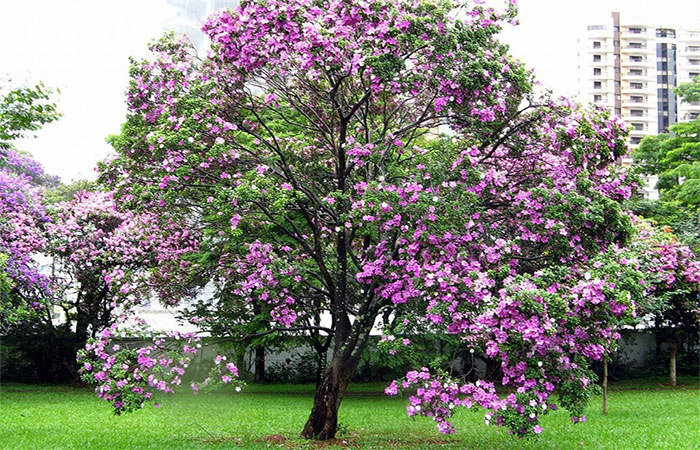 10 árvores da Mata Atlântica que podemos plantar