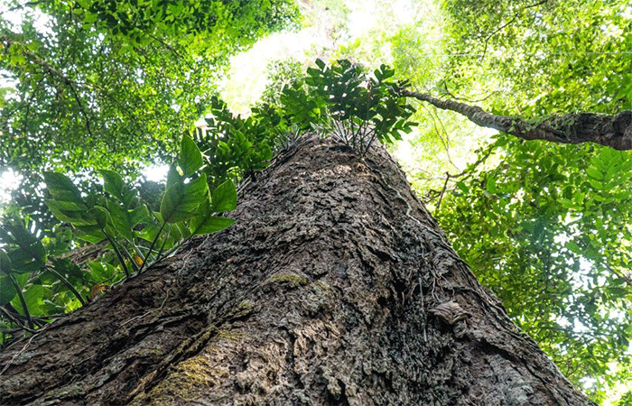 Mudança climática: gigantes da Amazônia podem ajudar cientistas