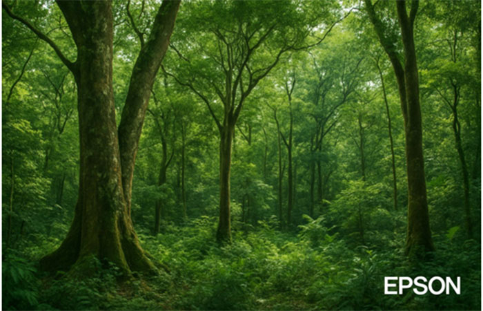 Epson contribui com o plantio de mais de 15 mil árvores na América Latina