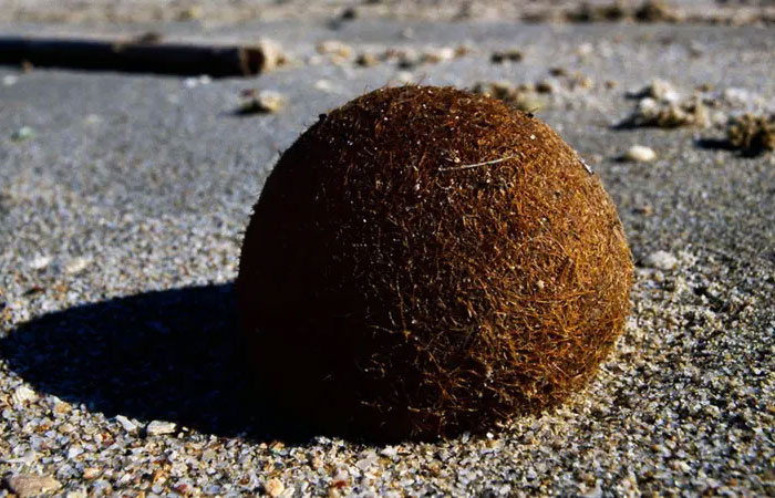 O que são as ‘bolas de Netuno’ cheias de plástico que aparecem nas praias?