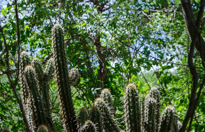 Caatinga: da invisibilidade ao protagonismo climático