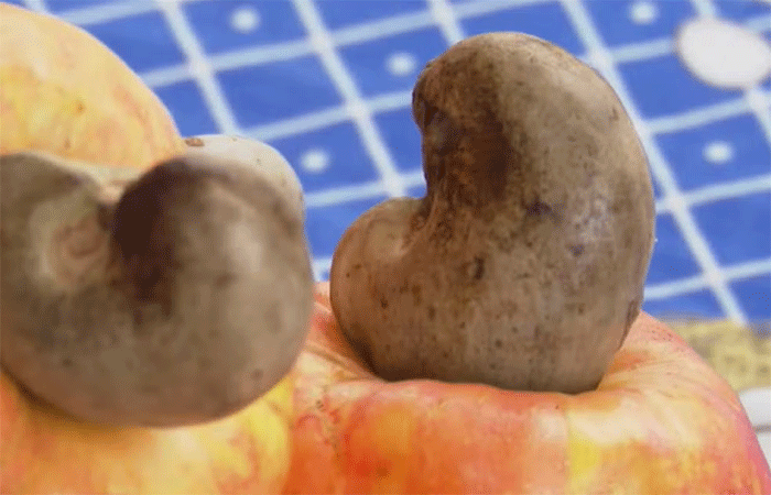 Agricultores de assentamento investem em cultivo sustentável de caju