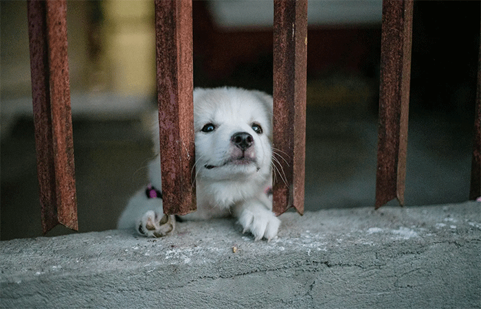 Comissão do Senado aprova aumento de pena para maus-tratos a animais