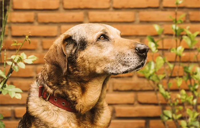 Longevidade canina: pílula com sabor de carne é testada para prolongar a vida dos cães