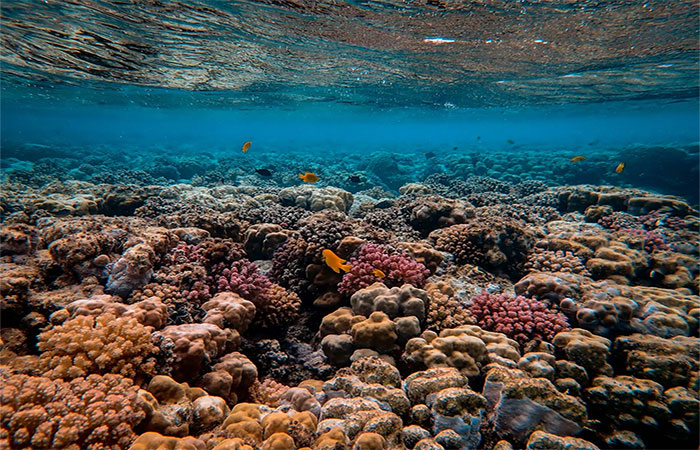 Pesquisadores apontam sério risco de extinção dos corais e algas marinhas