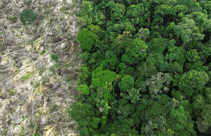 Em 40 anos, Amazônia perdeu área de vegetação do tamanho da França